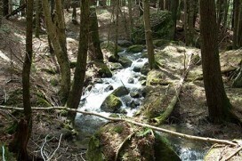 Mink Brook Conservation